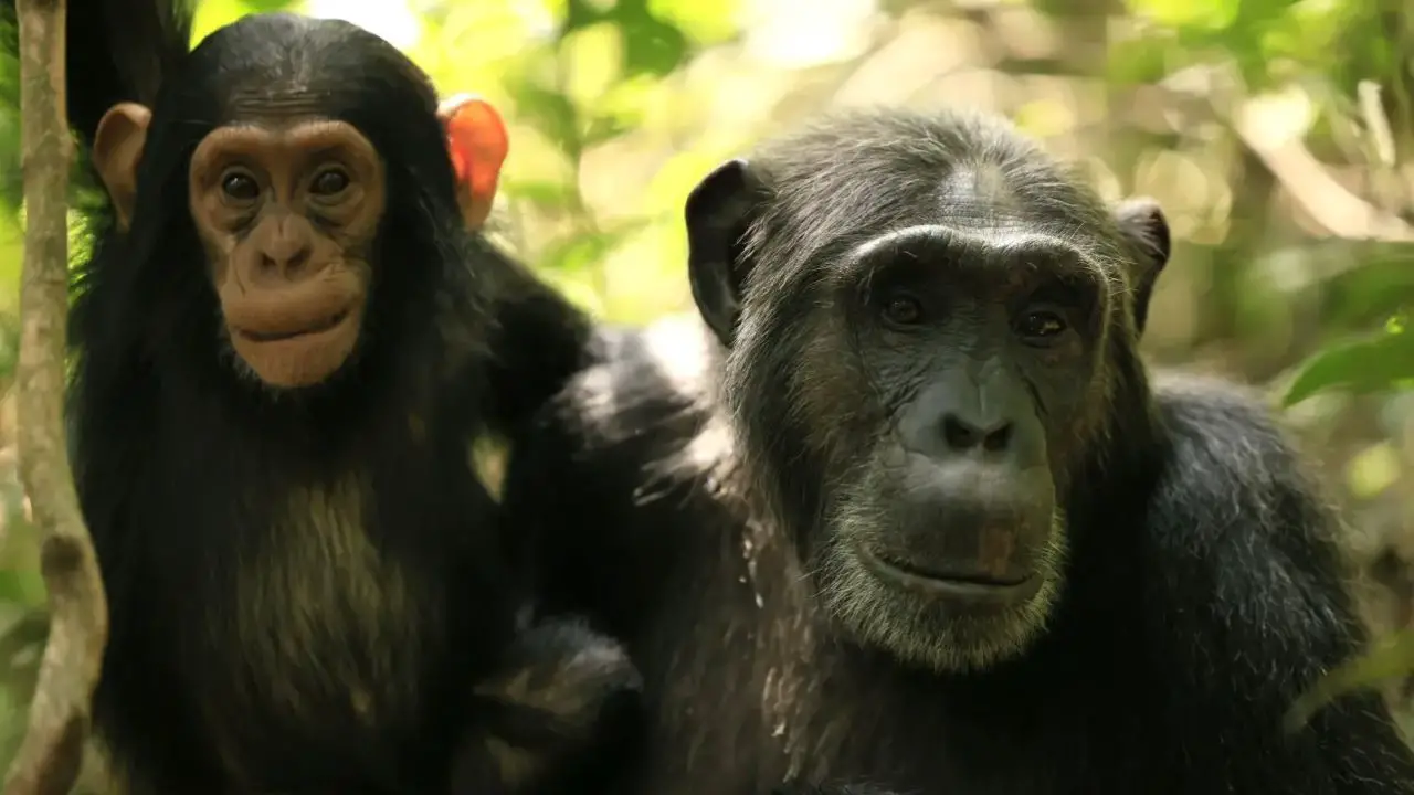 In Chimp Empire chimpanzees were shot from close range.