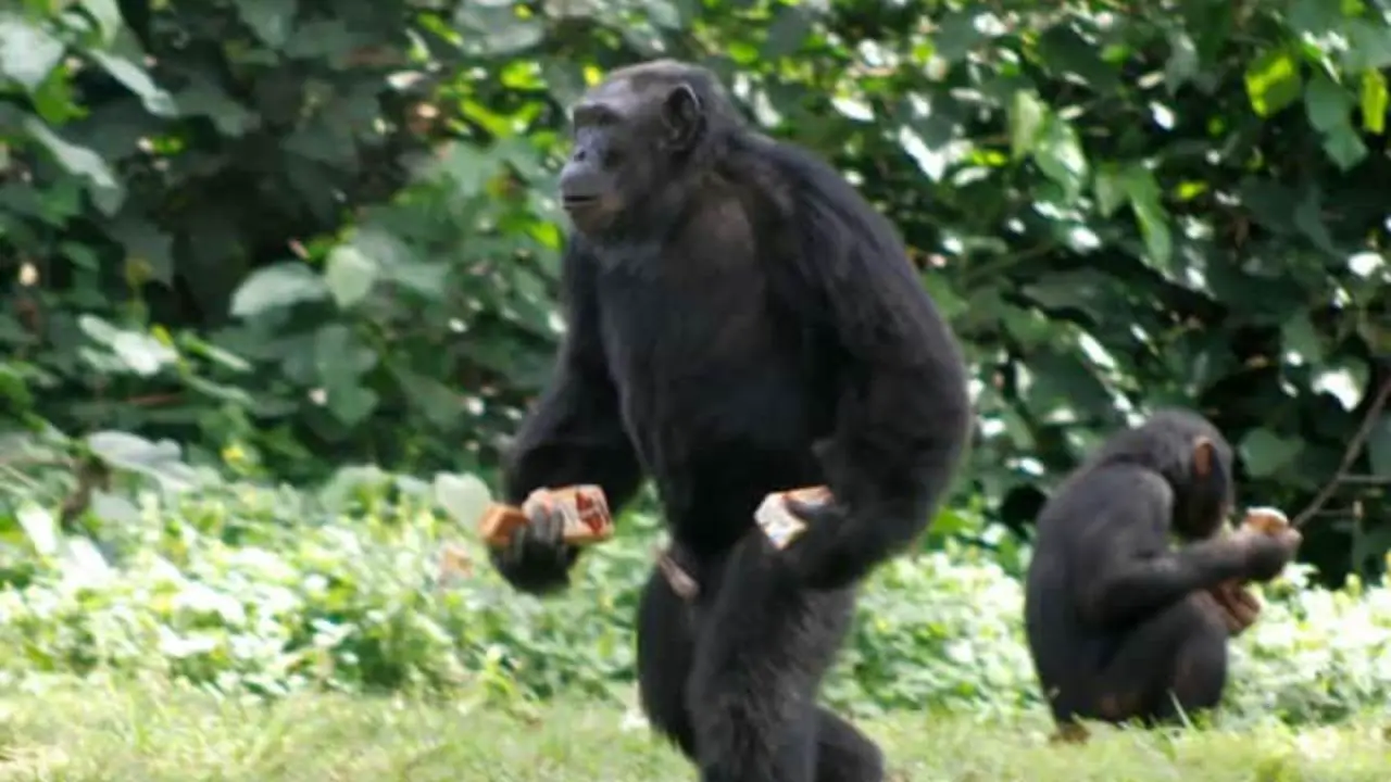 Netflix's Chimp Empire is not real they don't exist, but they were shot in real.