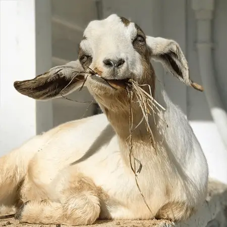 Goats of Anarchy was founded in 2014.