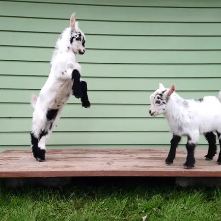Opie and Jax were the reason Goats of Anarchy took off.