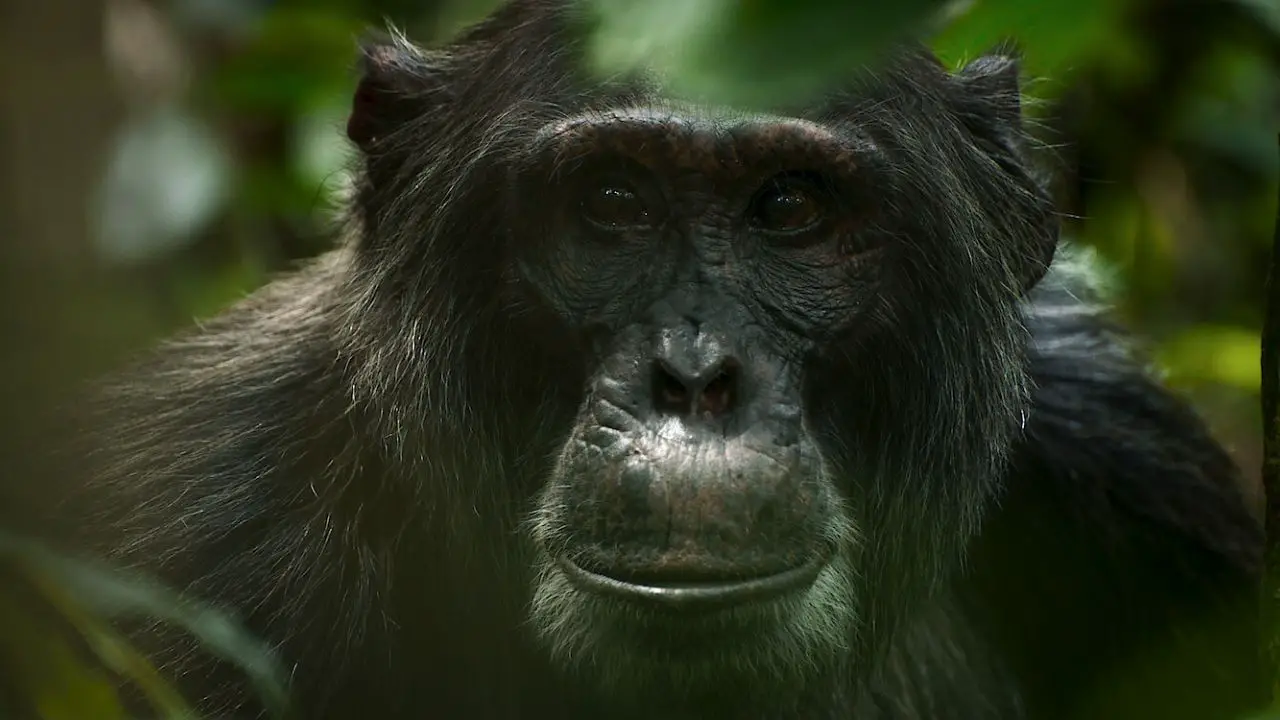 Jackson, 31 years old, has almost-black eyes, very dark skin, and is huge.