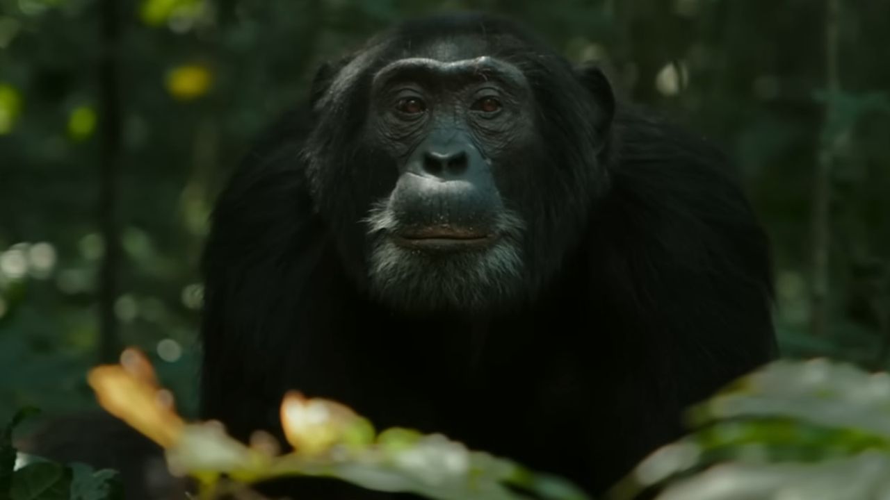 Jackson passed away at the end of the final episode as a result of wounds.