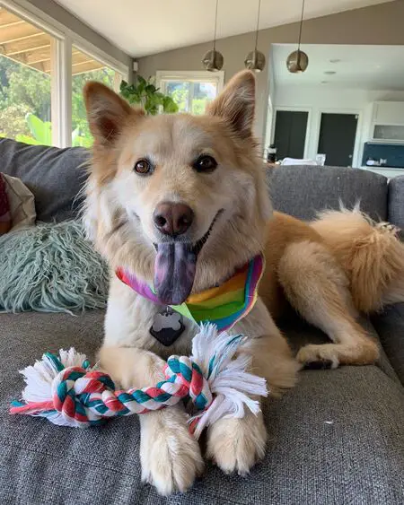 Emma actress Christine Ko owns an adorable dog named Cali Bear.