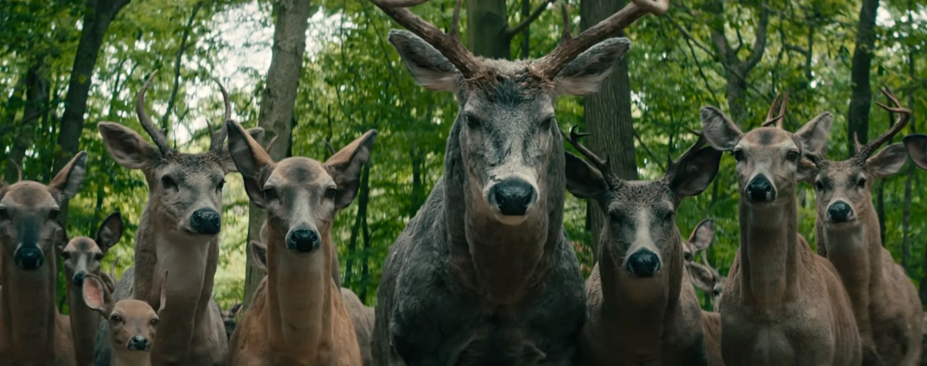 Hears of deer symbolize how fast the world is changing. celebsindepth.com