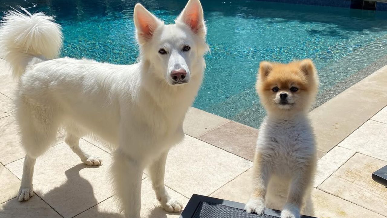 Anamaria Goltes' dogs.