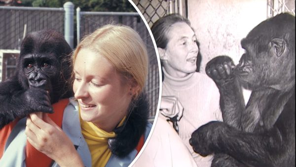 Koko Gorilla, Jane Goodall: Chimpanzee Sign Language, Kitten