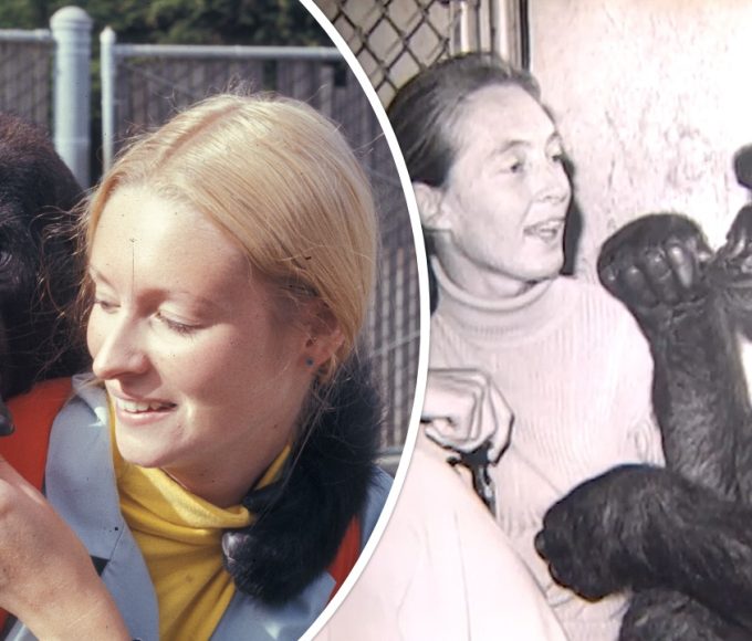 Koko Gorilla, Jane Goodall: Chimpanzee Sign Language, Kitten