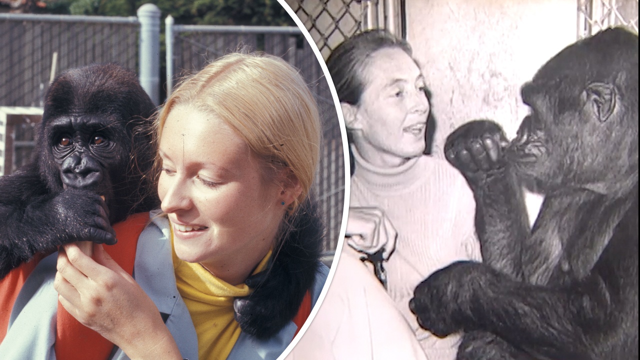 Koko Gorilla, Jane Goodall: Chimpanzee Sign Language, Kitten